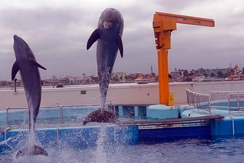 Semsa-gruas-viajeras-polipastos-eslingas